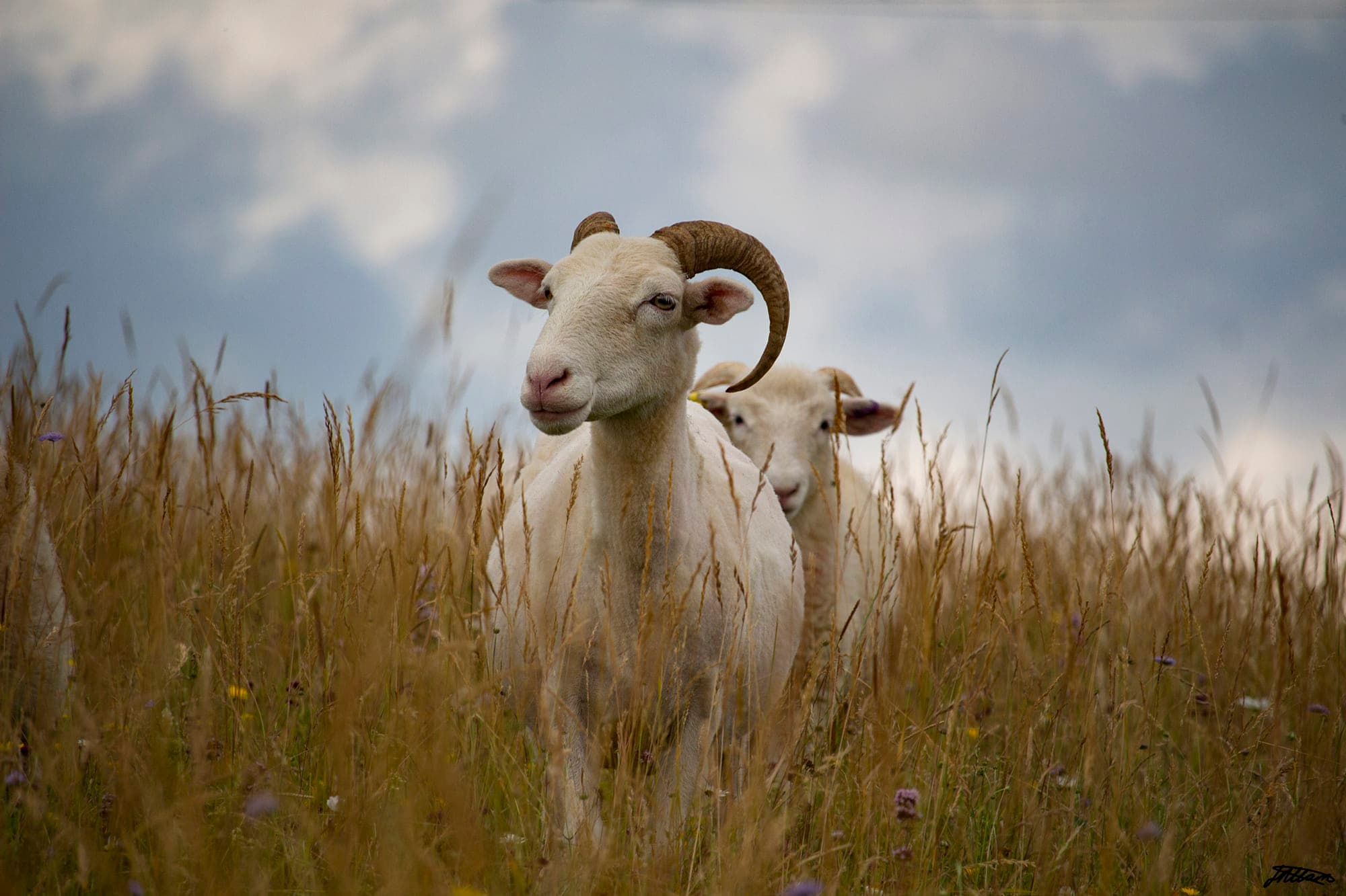 More from Kent Wildlife Trust