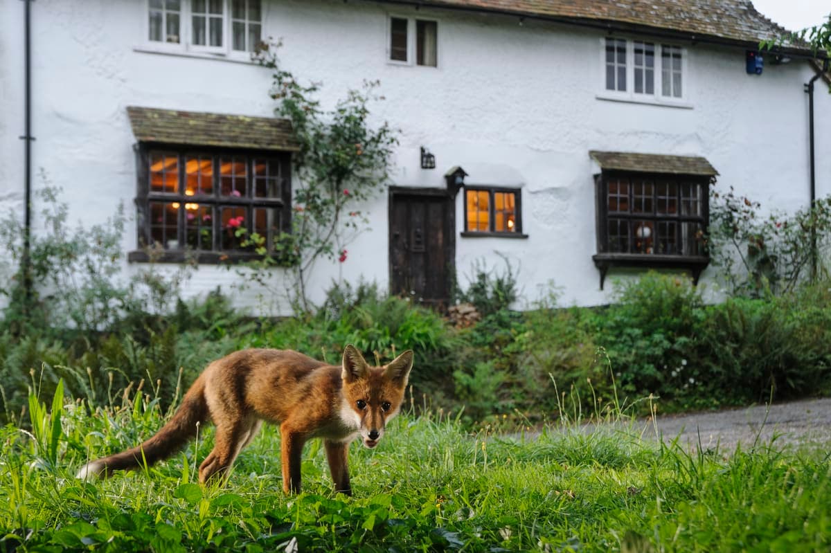 A fox standing in the grass in front of a house