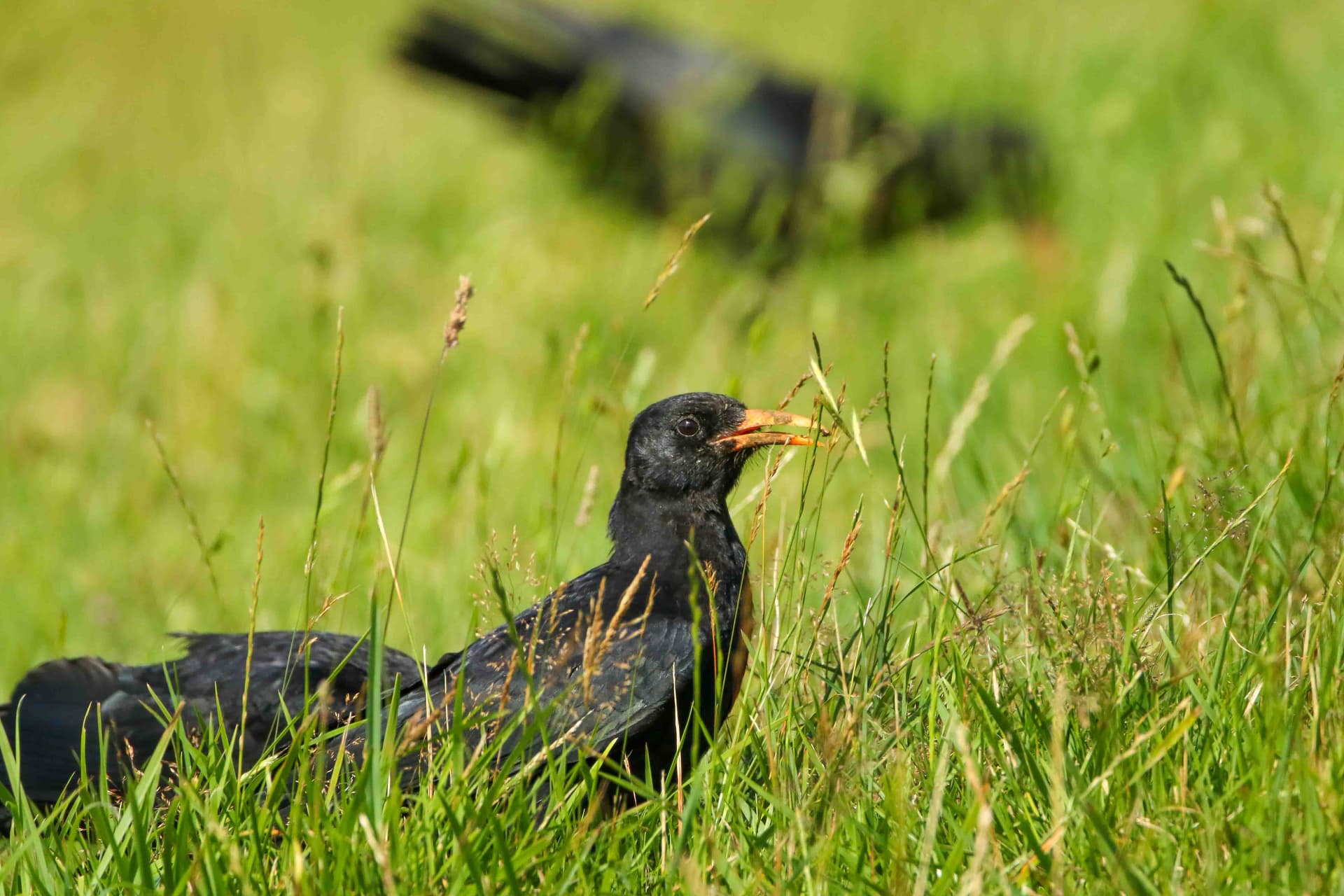 A black bird is sitting in the grass