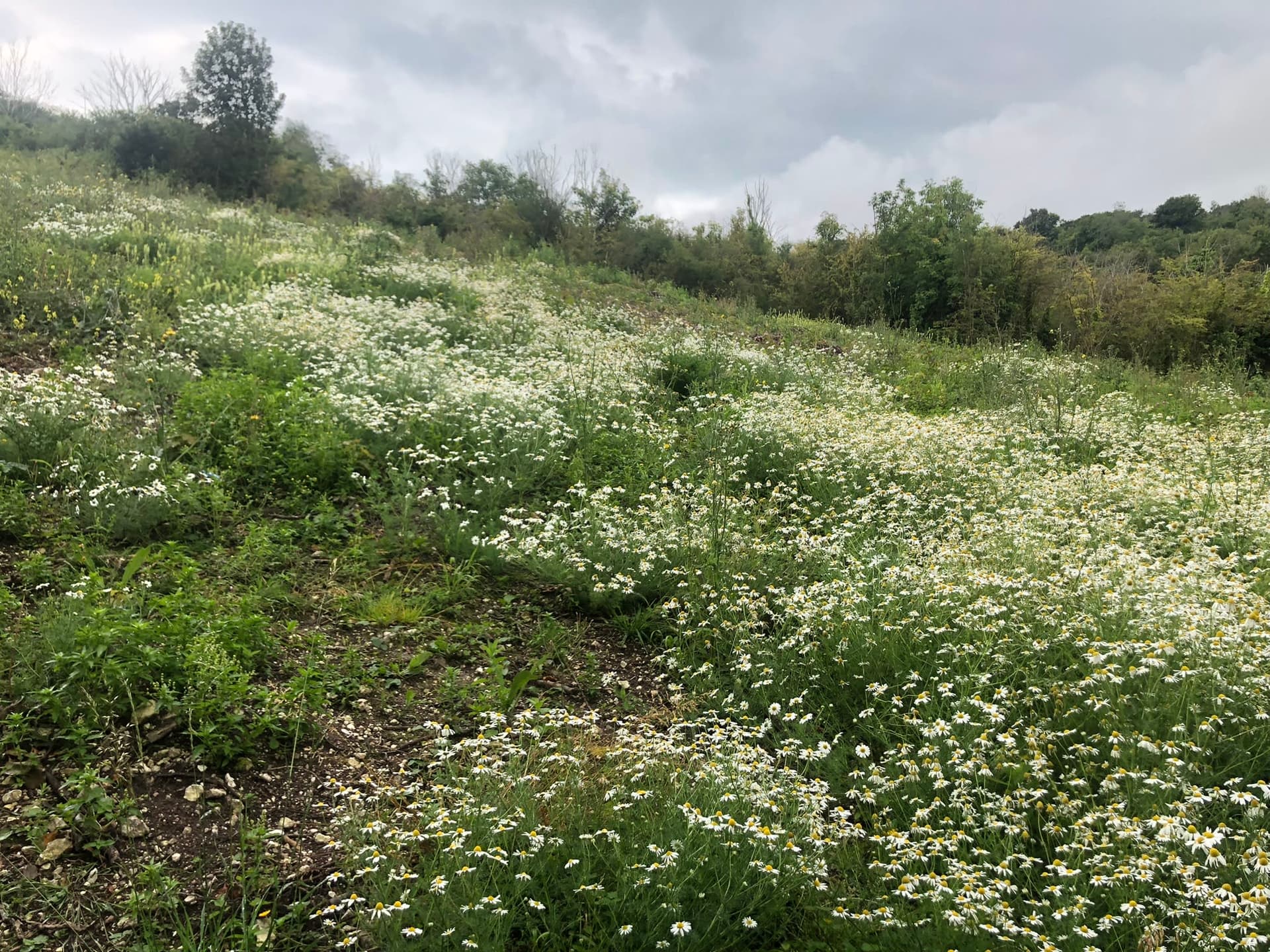 A field of wildflowers on a cloudy day