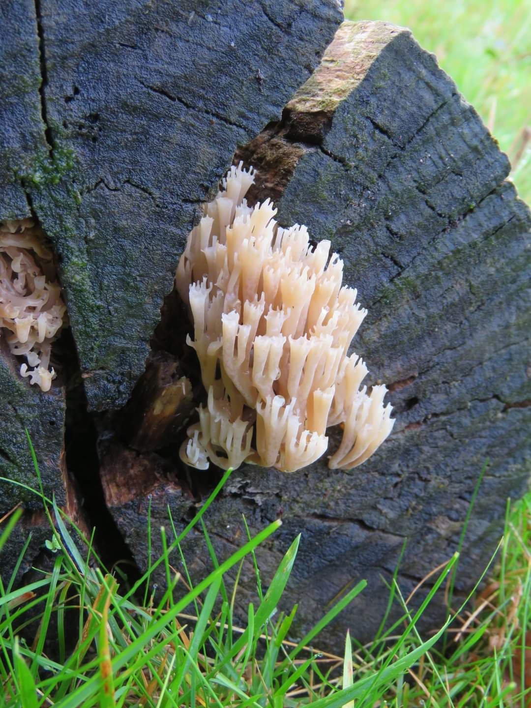 A close up of a mushroom on a tree stump