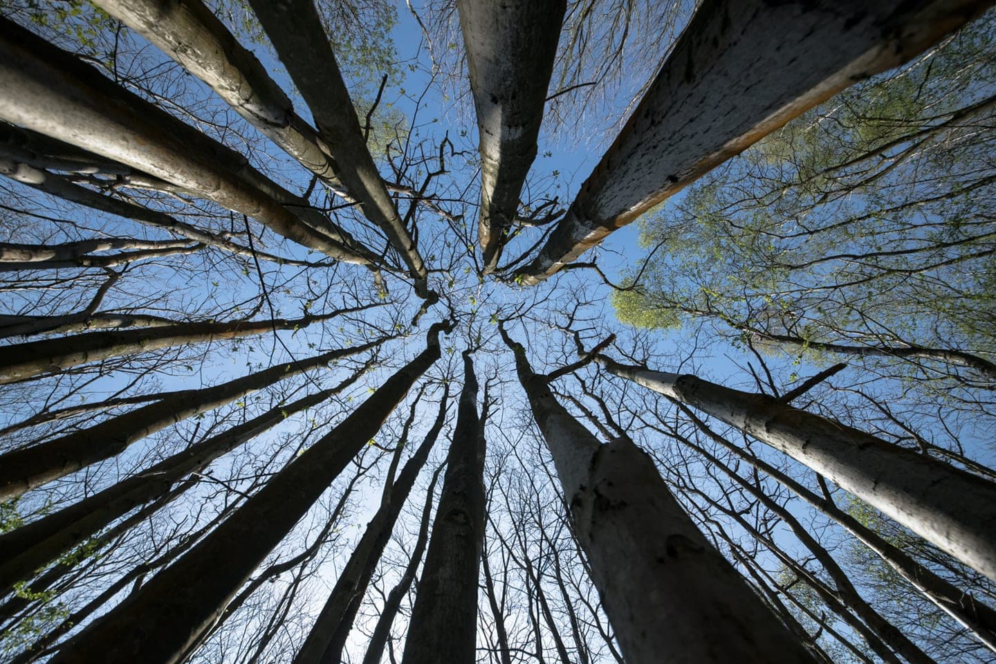 A group of tall trees standing next to each other