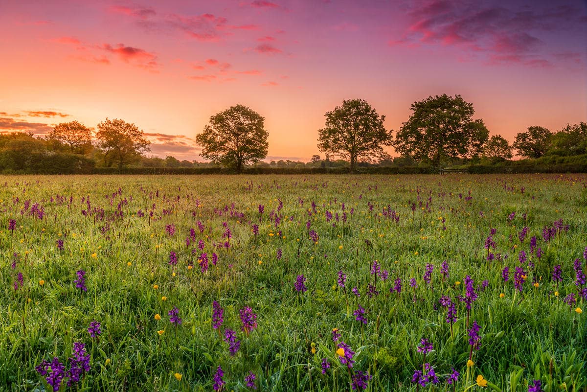 A field full of purple and yellow flowers