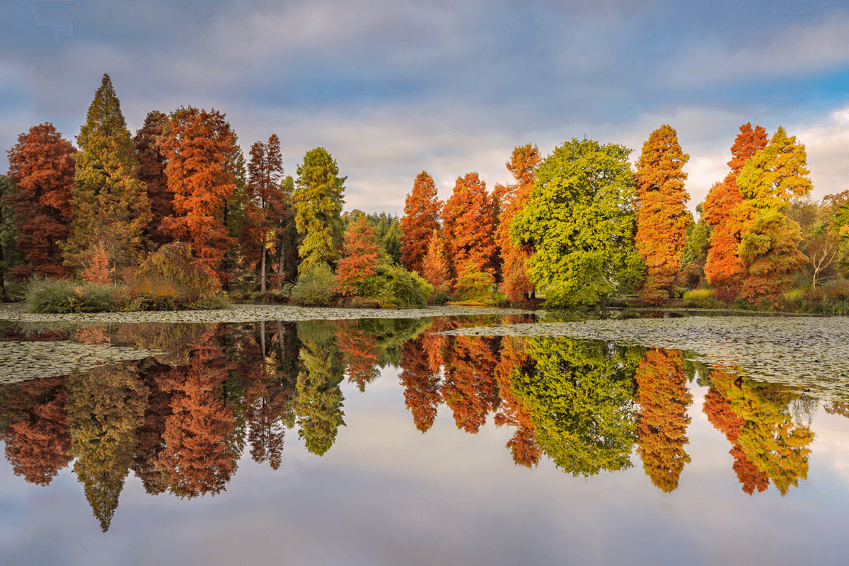 A body of water surrounded by lots of trees