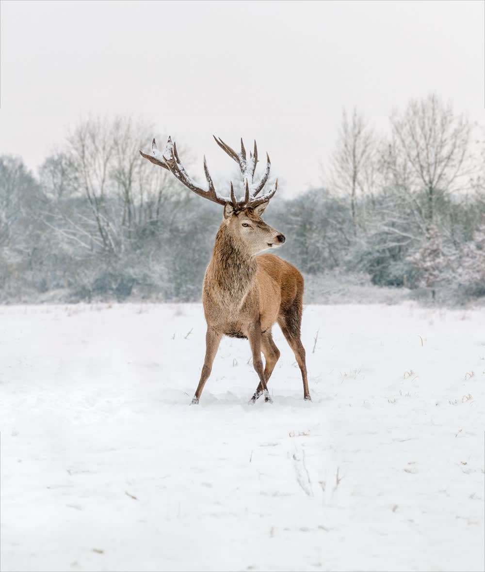 A deer standing in a snowy field with trees in the background