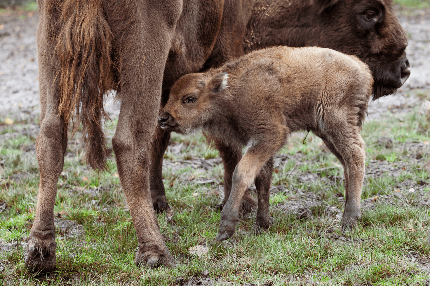 A baby cow standing next to an adult cow