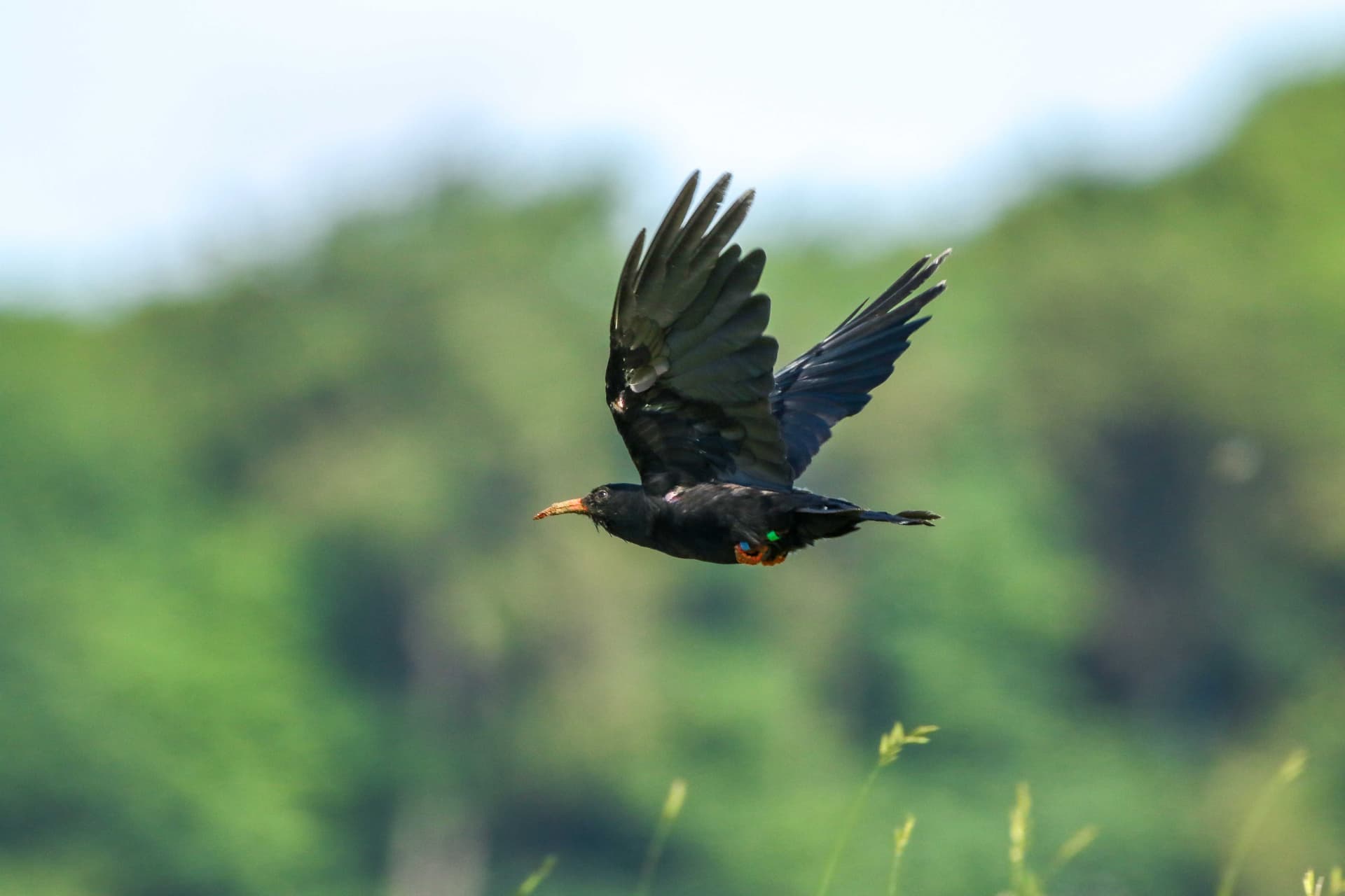 A black bird flying over a lush green forest