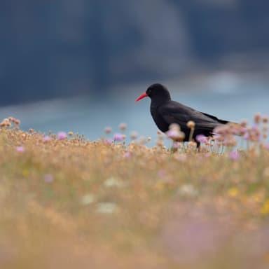 Support chough chicks this Christmas 